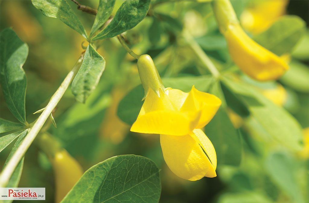 Krzewy kwitnące wiosną i wczesnym latem